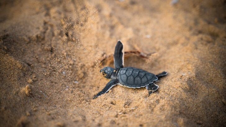 Battle to Protect Baby Sea Turtles Intensifies Along Gabon&rsquo;s Coast