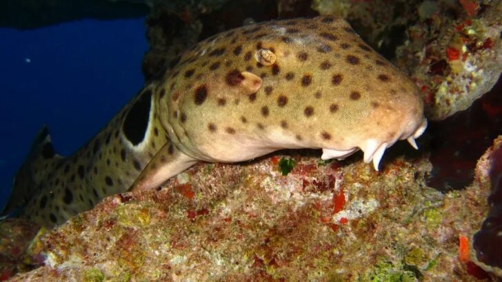 Scientists Discover Creature That Defies the Rules of Reproduction