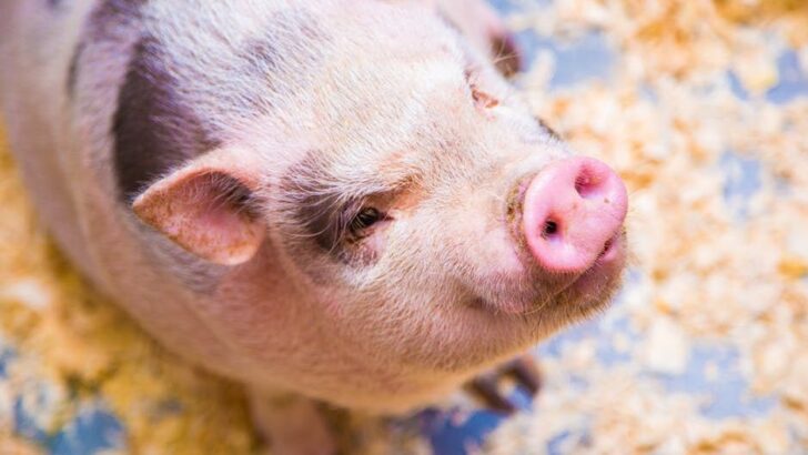 Giant Pig&rsquo;s Love for Her Human Dad Melts Hearts