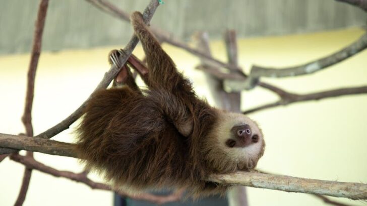 Heartwarming Rescue Gives Sloth Freedom from Tick Burden