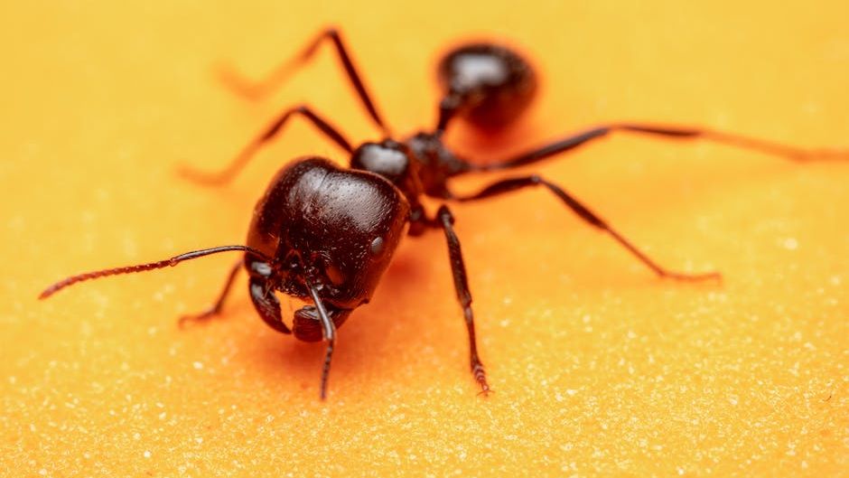 6 Household Items That Ants Are Surprisingly Drawn To