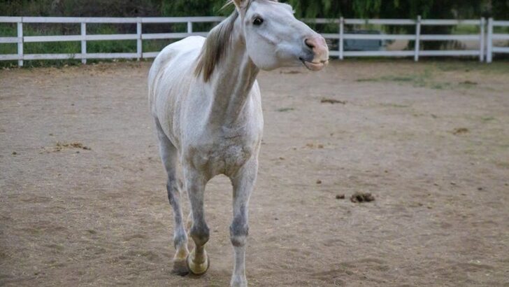 Wedding Horse Rescued from Harsh Conditions Finds Freedom in Sanctuary Life