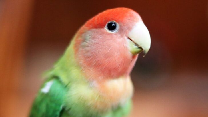 Heartwarming Reunion as Young Girl Helps Sad Lovebird Find His Lost Family