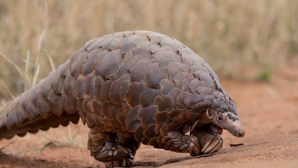 10 Rare Animals That Look Like They Belong on Another Planet