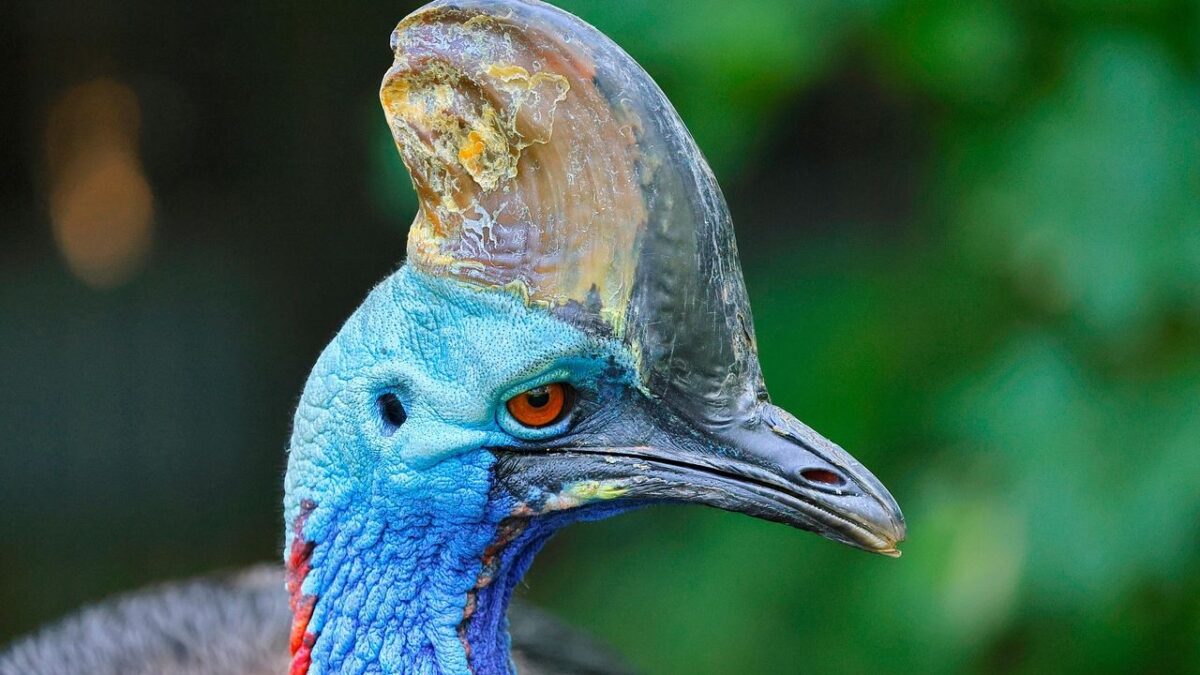 8 Birds With Calls So Strange You'll Think They're Not Real
