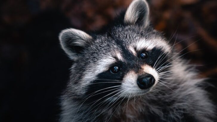 Raccoons Exceed Expectations with Impressive Cognitive Skills in New Research