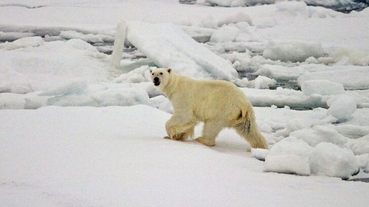 Scientists Discover Rapid Ongoing Evolution in Arctic Polar Bear Populations