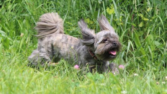 Your Dog&rsquo;s Bark: What It Means When They Make These 5 Sounds