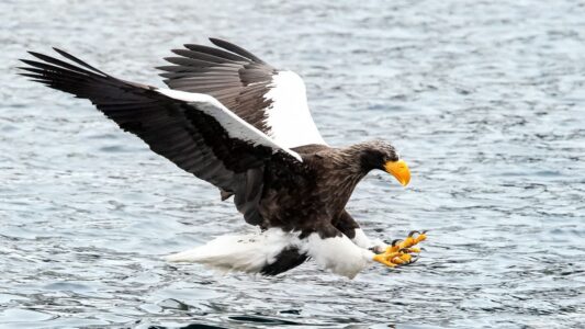 10 Fascinating Facts About The Steller’s Sea Eagle: The World’s Heaviest Eagle