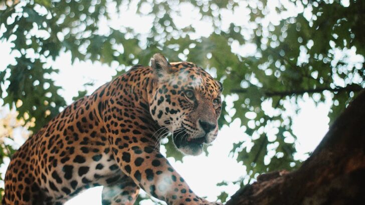 Cutting-Edge Jaguar Cloning Project Offers New Hope for Endangered Big Cats