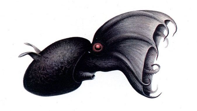 Vampire Squid Genome Study Reveals Evolutionary Secrets From Ancient Time