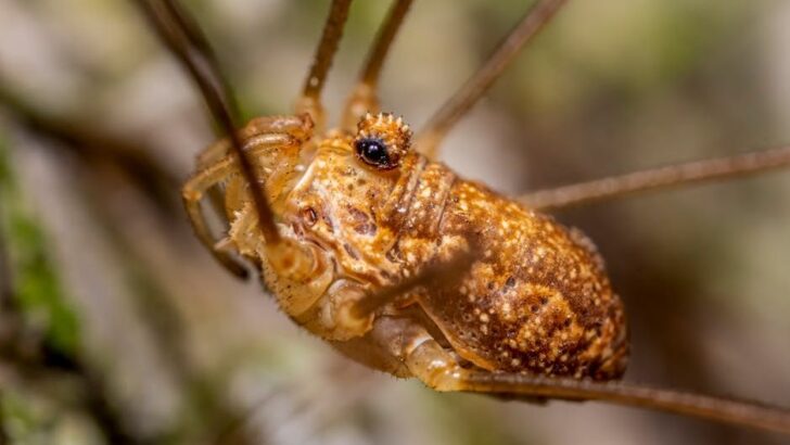 Scientists Discover Exotic Harvestmen Species That Thrived Across Europe 35-Million-Years Ago