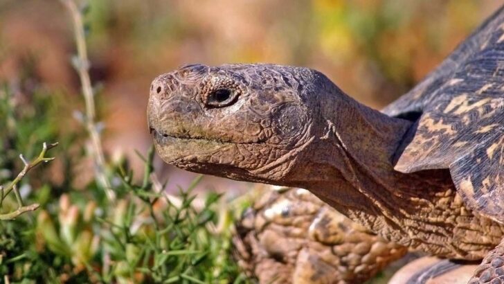 Mia the Tortoise’s Self-Care Mastery Captivates Animal Watchers Worldwide