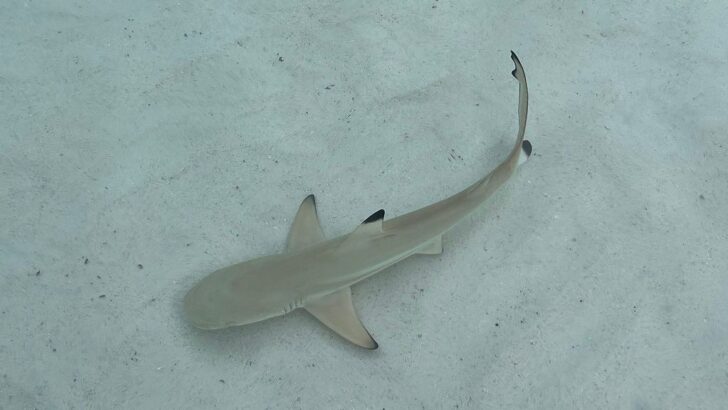 Man Refuses to Abandon Baby Shark at Seafood Restaurant, Sparks Rescue Effort