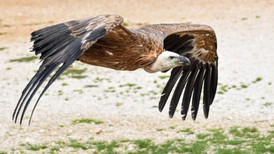 10 Fascinating Facts About The Eurasian Griffon Vulture