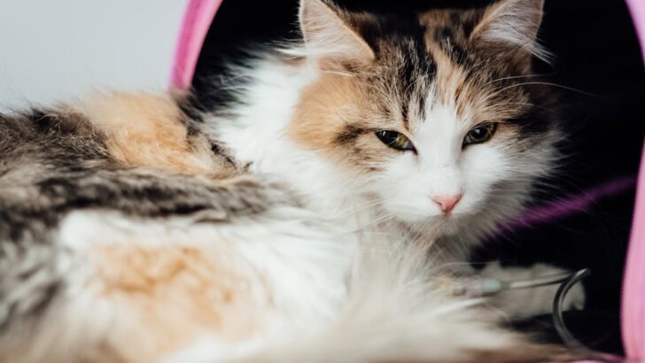 Italy Advances Pet-Friendly Workplace Policies With Paid Leave to Care for Sick Pets