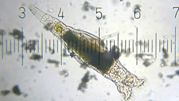 In A Remarkable Scientific Breakthrough, Researchers Revive 24,000-Year-Old Worms Frozen Since the Ice Age