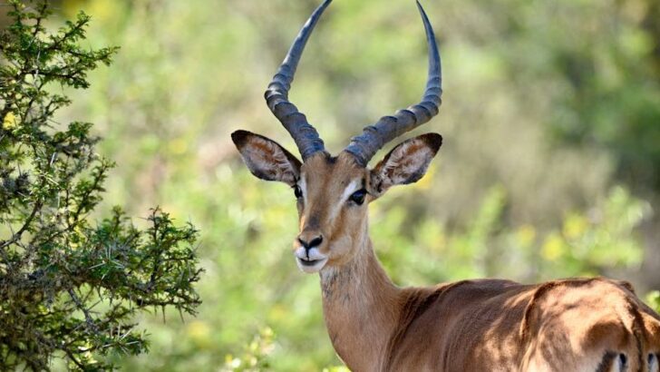 Dramatic Escape Sees Impala Dive Into Hotel Pool to Avoid Wild Dogs