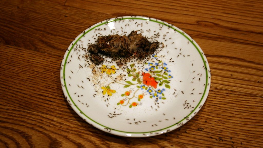5 Ways To Get Rid of Ants From Your Kitchen For Good