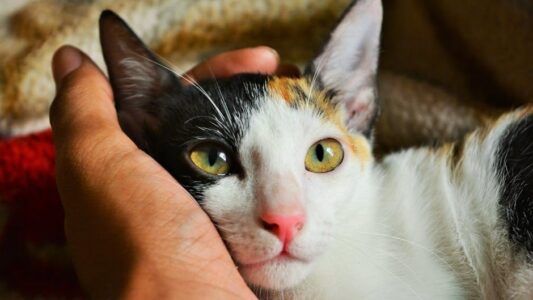 7 Ways to Become the One Person Your Cat Trusts More Than Anyone