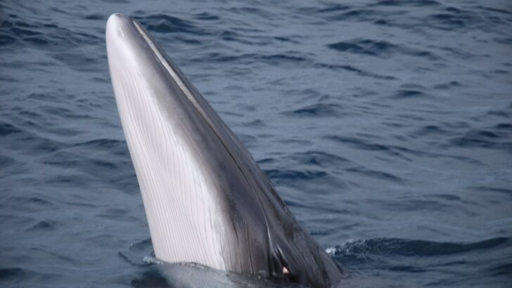 Trump’s Gulf Drilling Expansion Plans Could Push Rare Rice’s Whale Toward Extinction