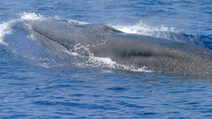 Endangered Species Act Ignored by ‘God Squad’ to Allow More Oil Drilling, Rare Marine Life Under Threat
