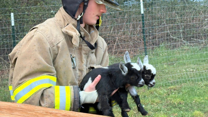 Firefighters Carry Baby Goats to Safety in Dramatic Cowlitz County Barn Rescue