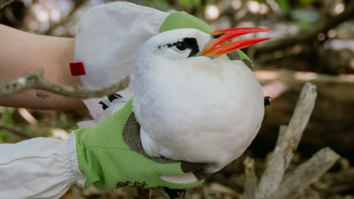 Australia’s Most Determined Seabirds Fly 2,000 Kilometers to Find Love