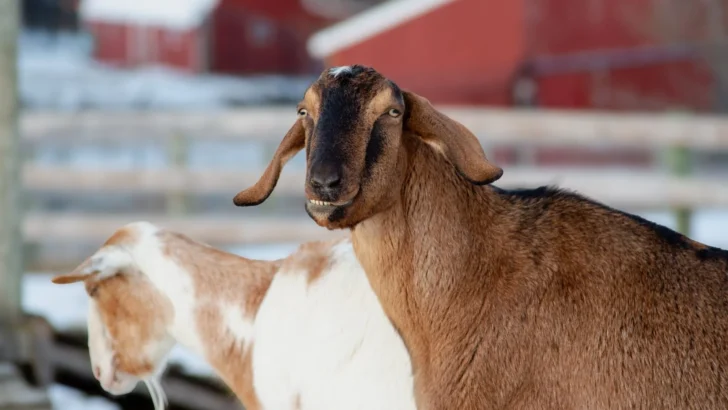 Halbert the Goat Dashes to Freedom After Rescue