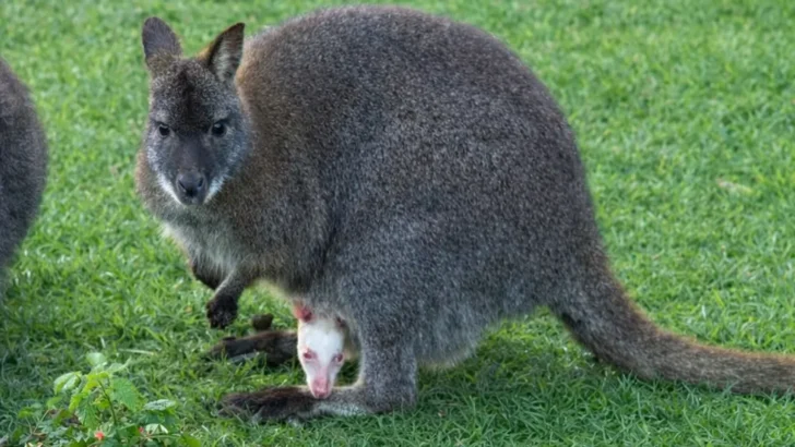 Rare Albino Wallaby Birth Sparks Celebration at Wildlife Sanctuary