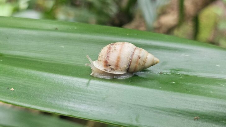 ‘Darwin’s Finches of the Snail World’ Slowly Return From the Brink of Extinction