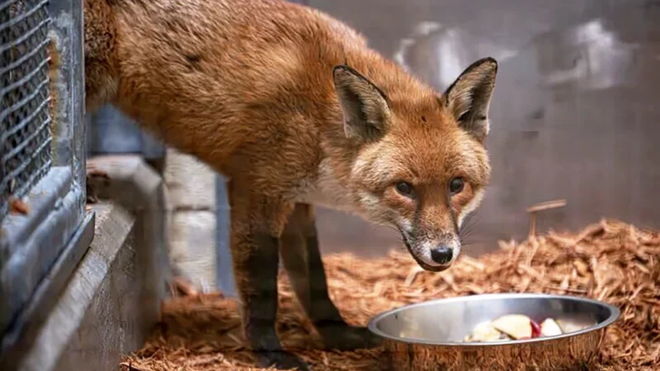 Stowaway Red Fox Makes Incredible Cargo Ship Journey from England to New York