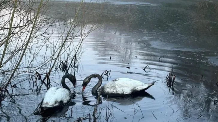 Oil Covered Swan Pair Makes Remarkable Recovery After Rescue