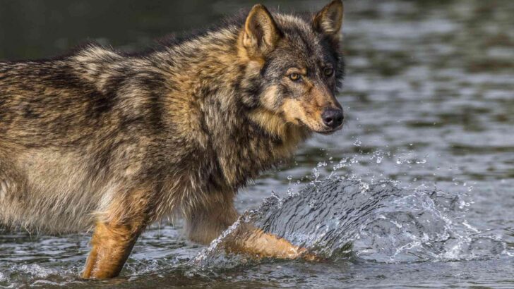 10 Incredible Facts About The Vancouver Sea Wolf