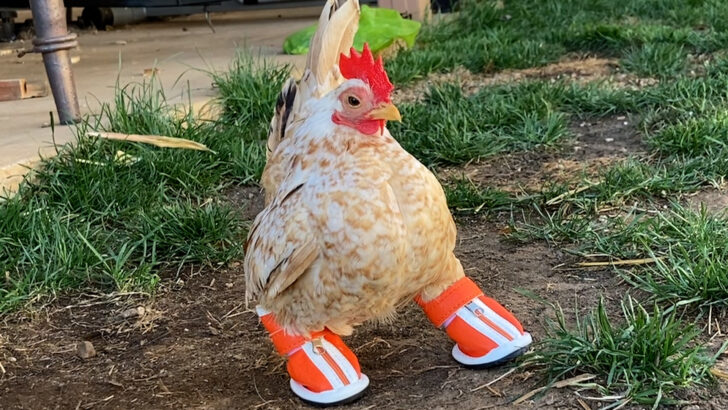 Adorable Chicken With Nubs for Feet Flaunts Thirty Pairs of Shoes