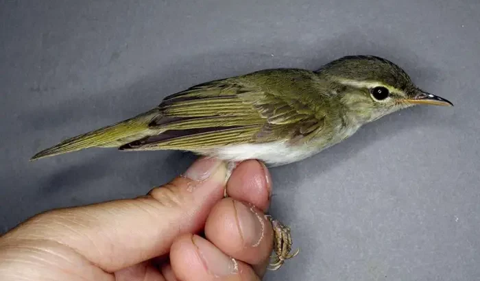 New Bird Species Discovered in Japan’s Tokara Islands After 45 Years