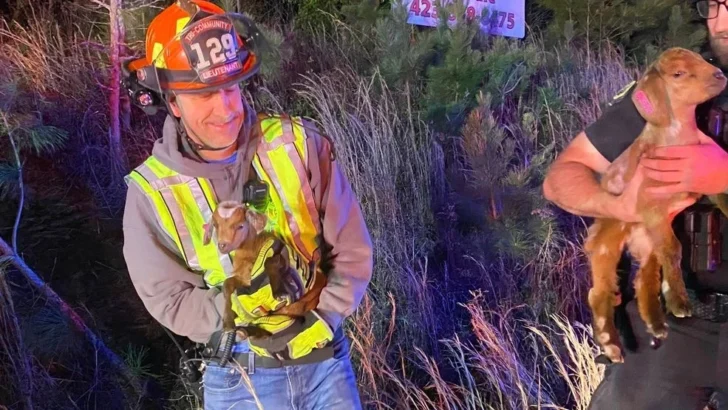 Firefighters Rescue Baby Goats from Tennessee Rollover Crash
