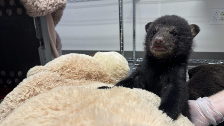 Orphaned Bear Cub Finds Comfort in Stuffed Animal Friends