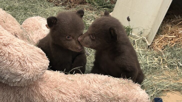 Orphaned Bear Cubs Relocated to California Rescue After Mother Euthanized Following Public Safety Incidents