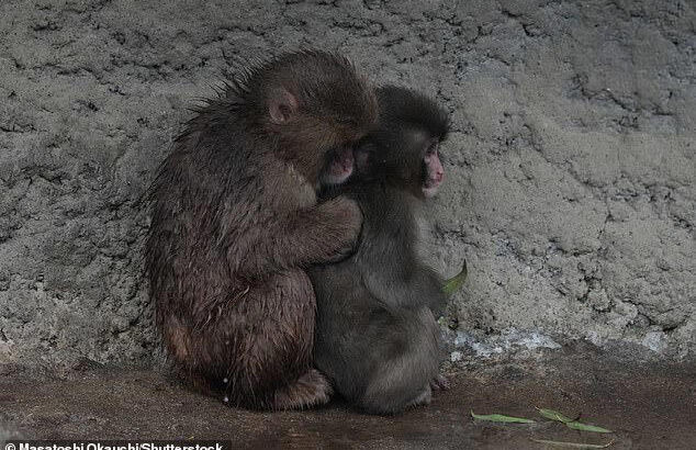 Adorable Scene as Punch the Monkey Cuddles With New Friend at Japanese Zoo