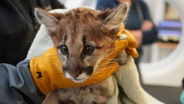 Tiny Orphaned Mountain Lion Cub Rescued and Happily Rehabilitated at Oakland Zoo