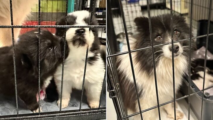 Daring Rescue in Tennessee Saves 94 Dogs and Puppies from Bitter Cold