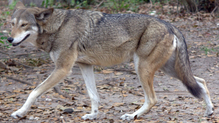 10 Things You Didn&rsquo;t Know About The Red Wolf: The Most Endangered Canine in The World