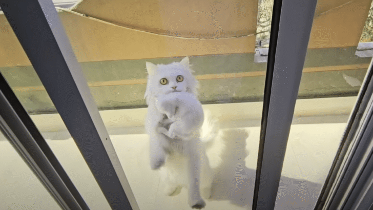 A Single Act of Kindness Inspires Stray Cat to Bring Her Kittens to a Safe Home