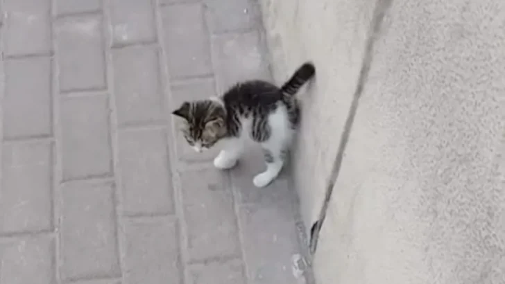 Dubai Animal Shelters Overwhelmed as Expats Leave Pets Behind Amid Conflict
