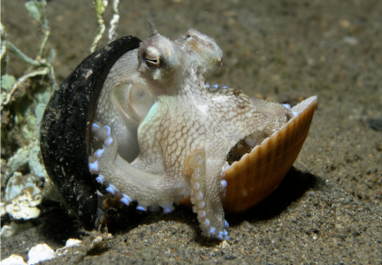 44 Bizarre Animal Behaviors Scientists Just Decoded in 2026 (Wait Until You See #9)