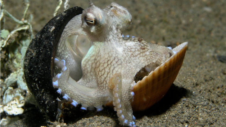 44 Bizarre Animal Behaviors Scientists Just Decoded in 2026 (Wait Until You See #9)