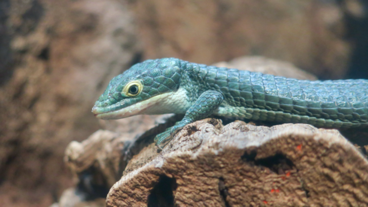 40 Rare Animals That Look Like They Were Made on Another Planet—You Won’t Believe #31 Is Real