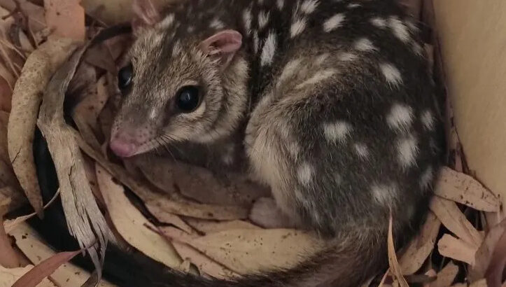 Quoll Returns Home After 2,400 Kilometers Hitchhiking Adventure