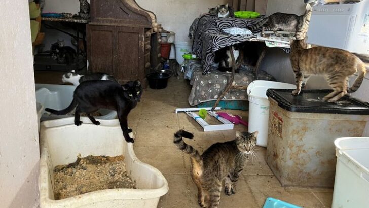 Rescue Teams Save Over 60 Cats from Deplorable Conditions in Texas City